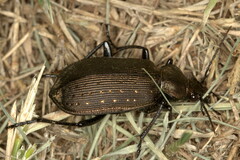 Calosoma chlorostictum