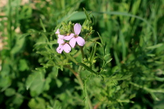 Erucaria hispanica