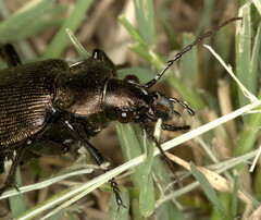 Calosoma chlorostictum