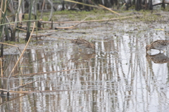 Gallinago magellanica