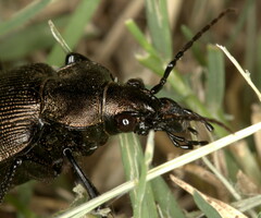 Calosoma chlorostictum