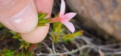 Lachnaea uniflora