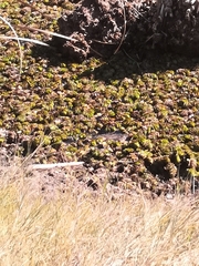Salvinia molesta