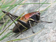 Pholidoptera aptera