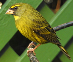 Crithagra scotops umbrosa