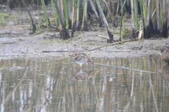 Gallinago magellanica