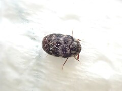 Anthrenocerus australis