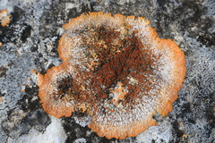 Variospora aurantia
