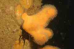 Alcyonium digitatum