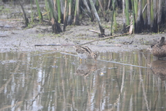 Gallinago magellanica