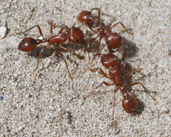 Pogonomyrmex californicus