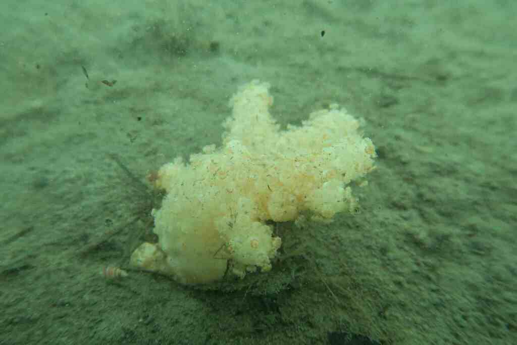 Photo of Dead man's fingers (Alcyonium palmatum)