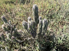 Chloropyron molle molle