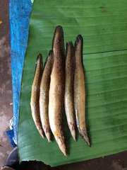 Mastacembelus armatus