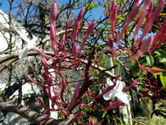 Jasminum officinale