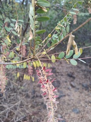 Alvaradoa amorphoides