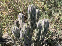 Chloropyron molle molle