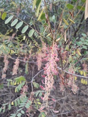 Alvaradoa amorphoides