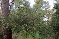 Quercus coccifera