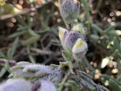 Chloropyron molle molle