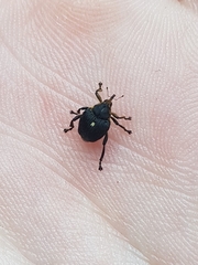 Mononychus punctumalbum