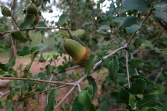 Quercus coccifera