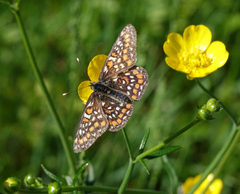 Euphydryas maturna