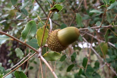 Quercus coccifera