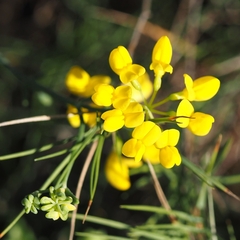 Coronilla juncea