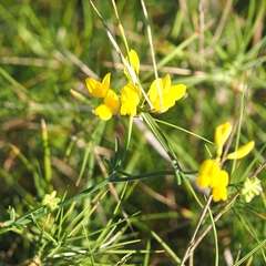 Coronilla juncea
