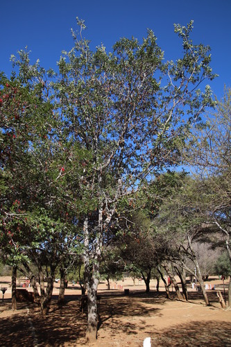 Schotia brachypetala
