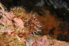 Clavularia crassa