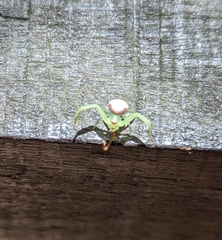 Misumenops callinurus