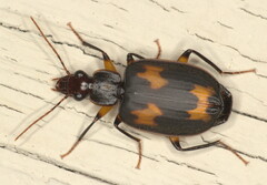 Thyreopterus flavosignatus
