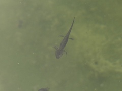 Lissotriton vulgaris