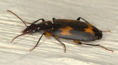 Thyreopterus flavosignatus