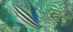 Scarus taeniopterus