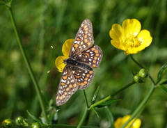 Euphydryas maturna
