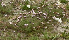 Stevia satureiifolia