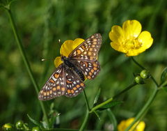 Euphydryas maturna