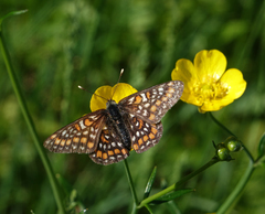 Euphydryas maturna