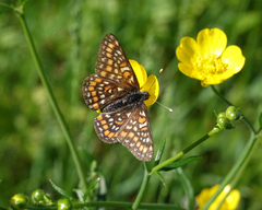 Euphydryas maturna