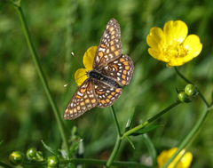 Euphydryas maturna