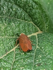 Coelidiinae