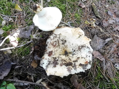 Lactarius aquizonatus