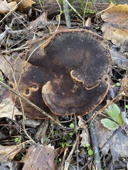 Nigroporus vinosus