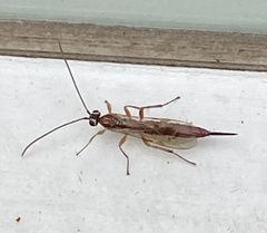 Tromatobia lineatoria