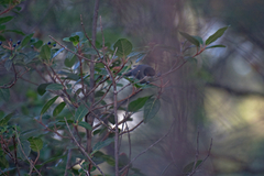 Curruca melanocephala