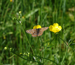 Euphydryas maturna