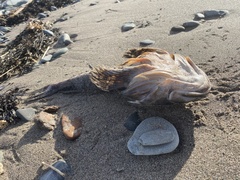 Myoxocephalus octodecemspinosus